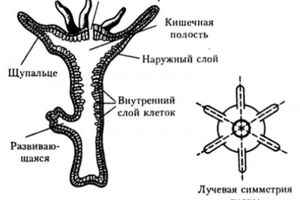 Ссылка на кракен маркет