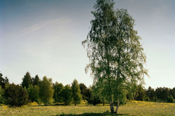 Ссылки для тор браузера рамп
